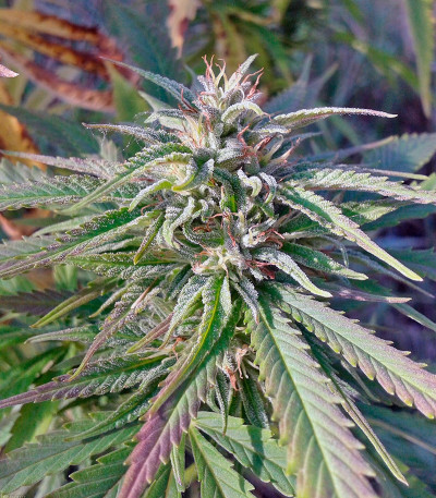 Семена сорта Passion #1 reg