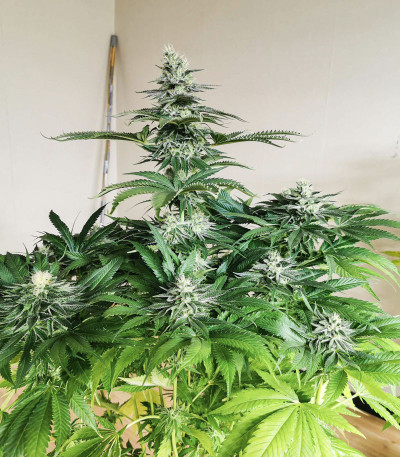 Семена сорта Sugar Bomb Punch fem (Dutch Passion)