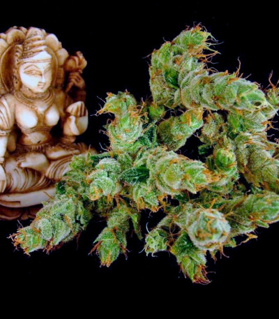 Сорт каннабиса Strawberry Cough