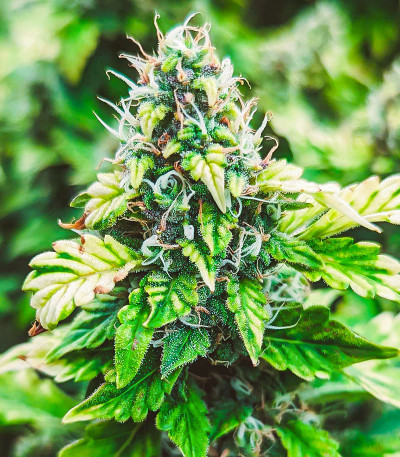 Семена сорта Auto Sweet Bourbon Kush fem (Dutch Passion)