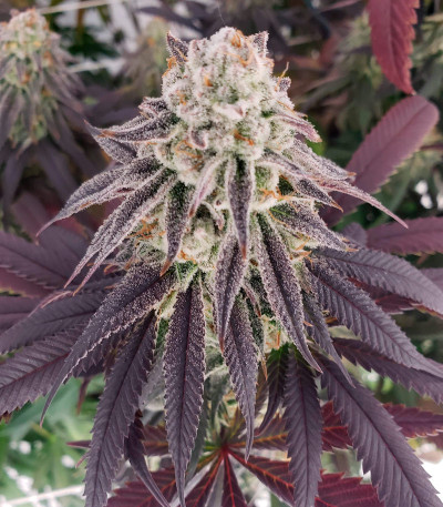 Семена сорта Cookies Purple Punch fem (Medical Seeds)