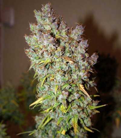 Семена сорта Grapefruit auto fem (FastBuds)