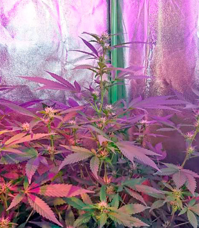 Семена сорта Misty Kush reg