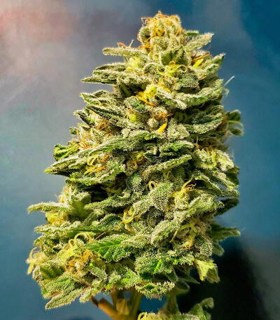 Семена сорта Plushberry Auto fem (7CH American)