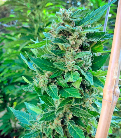 Семена сорта White Widow regular (Nirvana Seeds)