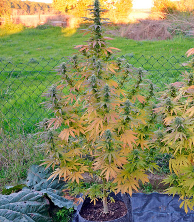 Семена сорта Yumbolt 47 fem (World of Seeds)