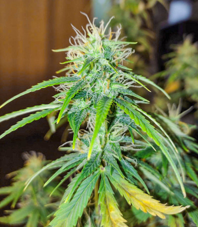 Семена сорта Gelato Auto fem (Семяныч)