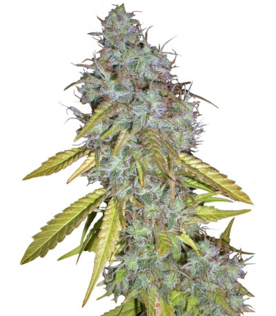 Семена Red Cherry Berry шишки