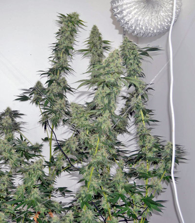 Семена сорта 707 Headband fem (Humboldt Seeds)