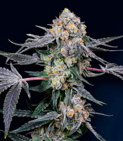 Семена сорта High Society fem (Compound Genetics)