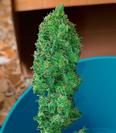 Семена сорта Jet Fuel Mandarine XL Auto fem (Sweet Seeds)