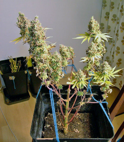 Семена сорта Psicodelicia fem (Sweet Seeds)