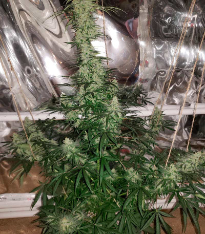 Семена сорта Ultra Power Plant fem (Victory Seeds)
