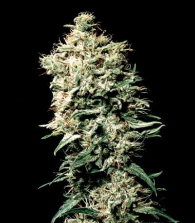 Семена сорта White Spanish fem (VIP seeds)