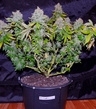 Семена сорта Belladonna fem (Paradise Seeds)