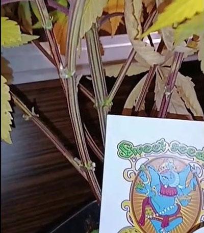 Семена сорта Black Muffin F1 Fast Version fem (Sweet Seeds)