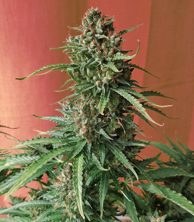 Семена сорта DO-SI-DOS fem (Cali Buds Seeds)