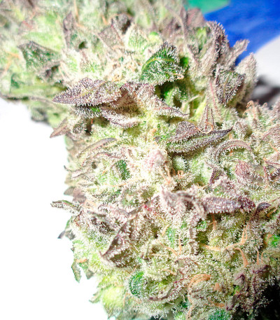 Семена сорта Money Maker fem (Strain Hunters)