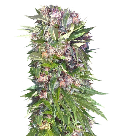 Семена сорта Red Purps fem (Female Seeds)