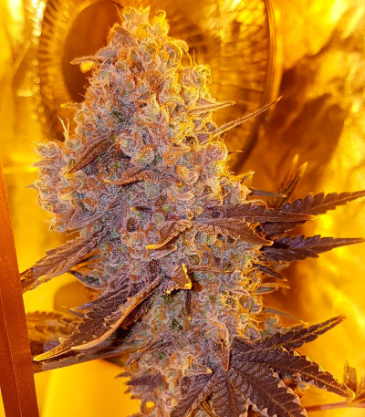 Семена сорта White Caramel Cookie fem (Sumo Seeds)