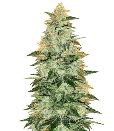 Семена сорта Lowryder Auto fem (Doctor's Choise)
