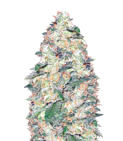 Семена сорта White Widow fem (Vision Seeds)