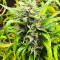 Семена конопли сорта Amnesia Haze