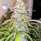 Семена сорта Black Herer Autoflower fem (Easy Grow Seeds)