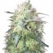 Семена сорта Fresh Candy fem (Pyramid Seeds)