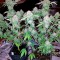 Семена сорта Dutch Dragon fem (Paradise Seeds)