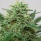 Семена сорта Somango XL fem (Royal Queen Seeds)