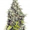 Семена сорта Grapefruit fem (Female Seeds)