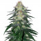 Семена сорта Fat Banana fem (Royal Queen Seeds)