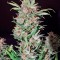 Семена сорта Wembley fem (Pyramid Seeds)