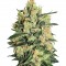 Семена сорта Durga Mata II CBD fem (Paradise Seeds)
