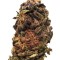 Семена сорта Orange Bud reg (Dutch Passion)