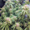 Семена сорта Delicious Cookies fem (Delicious Seeds)