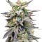 Семена сорта Dieseltonic fem (Resin Seeds)