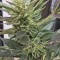 Семена сорта Buddha Kraken fem (Buddha Seeds)