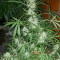 Семена сорта Stromboli Auto fem (Paradise Seeds)