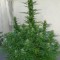 Семена сорта Royal Cheese fem (Fast Flowering)