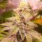 Семена сорта HighCloudZ fem (Green House Seeds)