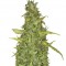 Семена сорта Anubis fem (Pyramid Seeds)