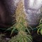 Семена сорта White Widow Automatic fem (Dinafem Seeds)
