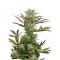 Семена сорта Deep Cheese fem (Dinafem Seeds)