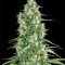 Семена сорта Santa Sativa fem (Dinafem Seeds)