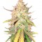 Семена сорта Sugar Candy fem (Delicious Seeds)