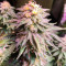 Семена сорта Biggest Bud fem (Victory Seeds)