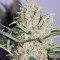 Сорт марихуаны The Edge