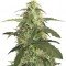 Семена сорта Auto Blue Pyramid fem (Pyramid Seeds)